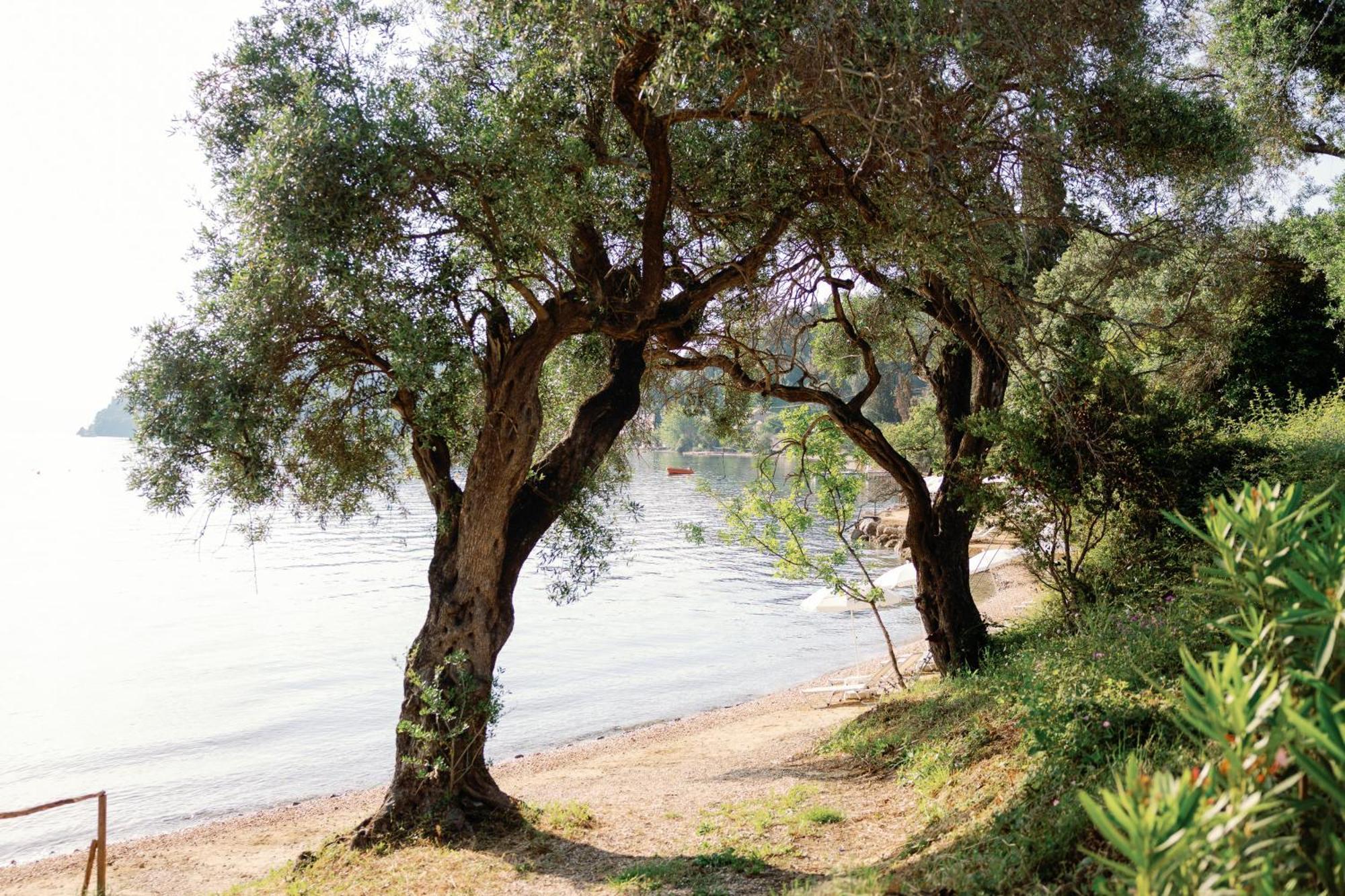 Kairaba Mythos Palace - Adults Only Kouspádhes Kültér fotó Olive trees on the island of Thasos